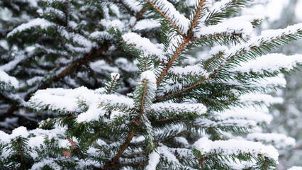Frost Highlights Pine, Subtle Ice Enhances Cone Details, Ice Accents Emphasize Conifer Needle Textures Gently, Frost Delicate Touches Accentuate Pine Needles To Evoke Calmness