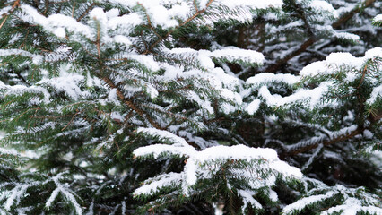 Heavy Snow Resting On Clustered Pine Branches, Panoramic CloseRange Scene Revealing Layered Boughs, Textured Needles And Sheltered Woodland Mood For Winter Editorial Use