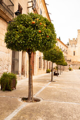 cozy city street in spain with classical architecture and green trees