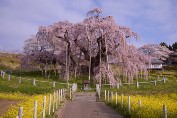 三春町　満開の滝桜