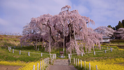 三春町　満開の滝桜