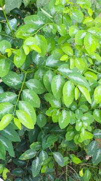 A close-up of lush, vibrant green leaves with a unique silvery-white pattern along the center, glistening with moisture