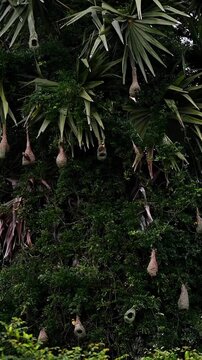 Moment of baya weavers 