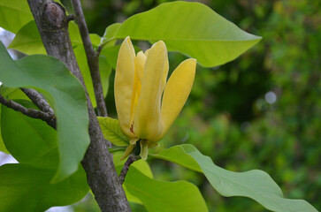 Closeup 'yellow bird' magnolia branch with blooming  flower and leaves. Gardening , growing magnolia tree concept. Free copy space . © Mariana