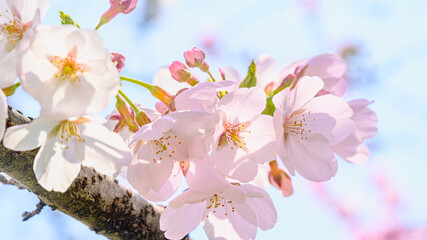 サクラの花のアップ
