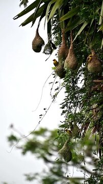 Moment of baya weavers 