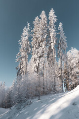 Fairytale Nordic winter. Scandinavian landscape. White and blue. Snow-covered branches. Winter wonderland. Rime ice. Frozen leafless trees. Cold weather. View from below of snowy trees.