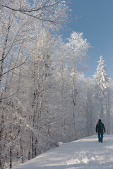 People walking through a winter forest in the snowy Ukrainian Carpathians. Snow-covered trees. Frosty sunny day. Active recreation. 