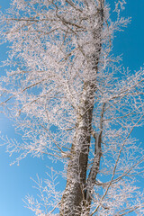 Fairytale Nordic winter. Scandinavian landscape. White and blue. Snow-covered branches. Winter wonderland. Rime ice. Frozen leafless trees. Cold weather. View from below of snowy trees.