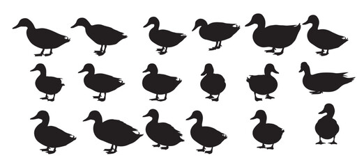 Fototapeta premium ducks silhouette on white background
