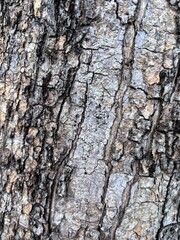 Obraz premium tree bark texture