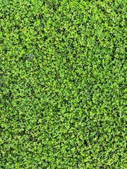 green grass background