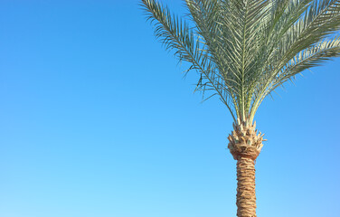 Palm tree against blue sky, summer background.