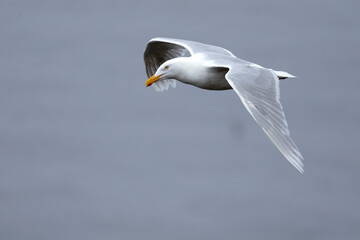 Glaucous Gull flying over the cliffs of northern Iceland in the North Atlantic on a mid-July afternoon