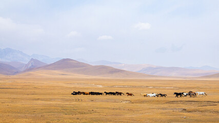 Obraz premium Wild horses running across the highland steppe near Son-Kul Lake, Kyrgyzstan. Symbol of freedom and nomadic spirit in Central Asia