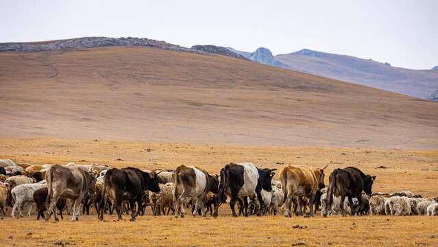 Herd of cows walking across the highland steppe near Son-Kul Lake, Kyrgyzstan. Symbol of freedom and nomadic spirit in Central Asia