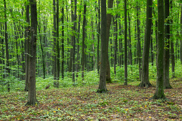 Forest trees. Nature green wood sunlight backgrounds © photolink
