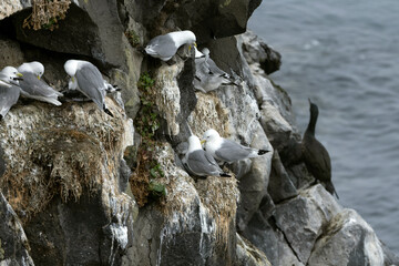Black-legged Kittiwake on the cliffs of northern Iceland on a cloudy July morning