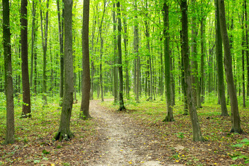 Autumn forest in the rays of the sun
