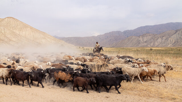 Herd of sheep walking across the highland steppe near Son-Kul Lake, Kyrgyzstan. Symbol of freedom and nomadic spirit in Central Asia