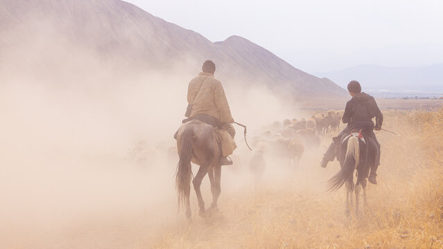 Herd of sheep walking across the highland steppe near Son-Kul Lake, Kyrgyzstan. Symbol of freedom and nomadic spirit in Central Asia