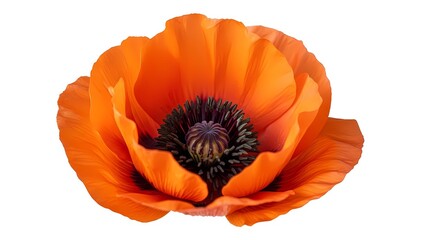A vibrant orange poppy flower in full bloom against a clean white background