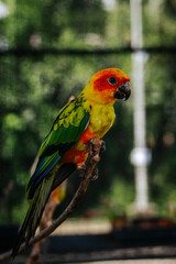 scarlet macaw parrot
