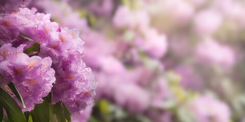 Lilac rhododendron flowers in spring, with blurred background, soft light and raindrops on the petals