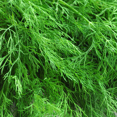 Fresh green parsley background texture