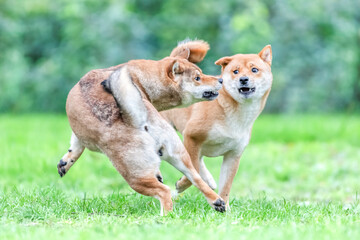Portrait of two female Shibas Inus playing while running and jumping in a meadow on a breeding dog farm. Canis familiaris, Cher 18, r&eacute;gion Centre Val de Loire, France, European Union, Europe