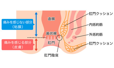 肛門の構造　直腸・肛門　断面図