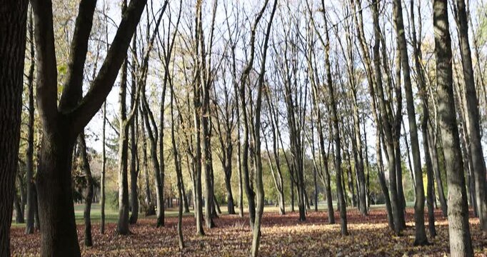 autumn park with deciduous trees changing the color of the foliage, beautiful orange and yellow foliage on the trees during the fall