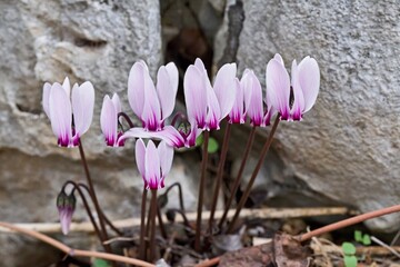 Cyclamen graecum, the Greek cyclamen,is a perennial plant in the flowering plant family Primulaceae, Crete