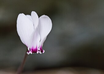 Cyclamen graecum, the Greek cyclamen,is a perennial plant in the flowering plant family Primulaceae, Crete