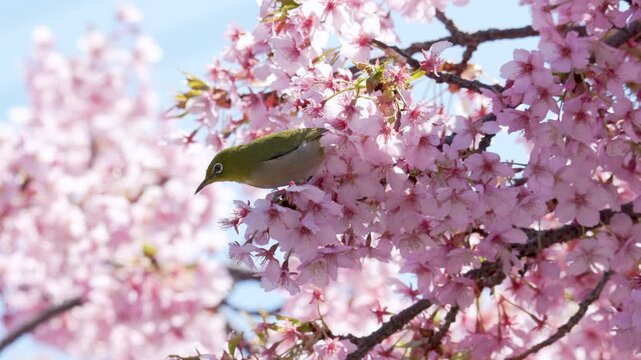 A Japanese white-eye pecking at the nectar of Kawazu cherry blossoms