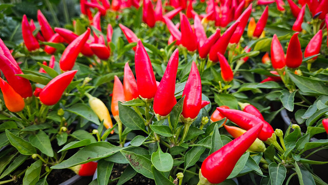 Chili pepper plant with small red peppers as blooming flowers. Edible plants for sale in garden center. Close up of spicy plants Capsicum annuum.