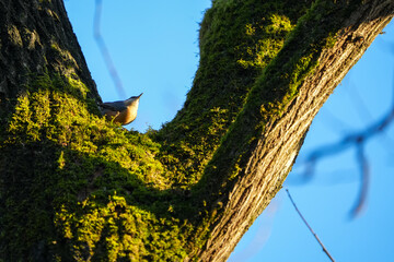 Small wild bird perched on a moss covered tree trunk in warm sunlight, with green moss, textured bark and blue sky in a natural woodland setting. © Soaps