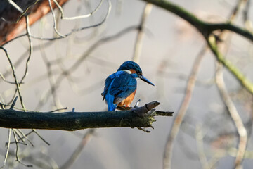 portrait of a common kingfisher sitting on a branch in waalre the netherlands (meertjesven)