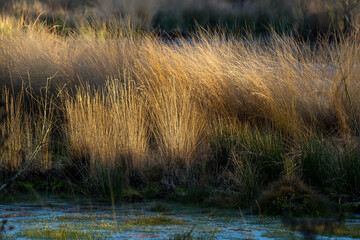 reeds in the water