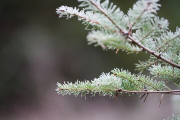 frosted pine needles taken at the meertjesven in waalre noord brabant, winter season wallpaper