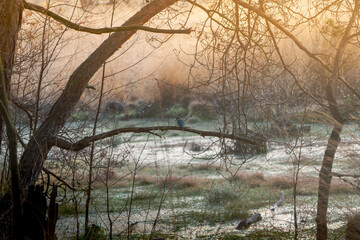 portrait of a common kingfisher sitting on the branch in noord brabant, waalre, meertjesven, the netherlands, wallpaper
