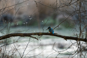 portrait of a common kingfisher sitting on the branch in noord brabant, waalre, meertjesven, the netherlands, wallpaper