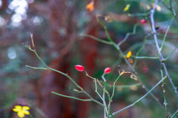 Valle de la Barranca en la Sierra de Guadarrama en Invierno