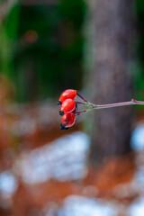 Valle de la Barranca en la Sierra de Guadarrama en Invierno