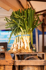 traditional catalan onions cal&ccedil;ots for barbecue at farmers market