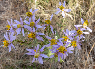 Macrophotographie de fleur sauvage - Aster &agrave; feuilles d'orpin - Galatella sedifolia