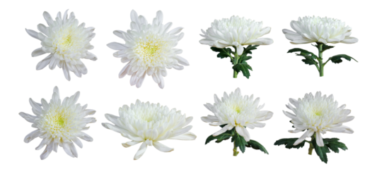 Set of white chrysanthemum flower on transparent
