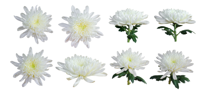 Set of white chrysanthemum flower on transparent - Powered by Adobe