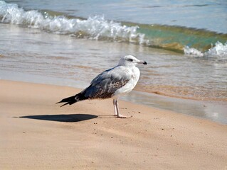 Gentle seabird comfortably rests amid rolling waves along sunlit