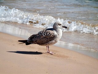 Seagull watches coast, Gull stands alert amid soft shoreline